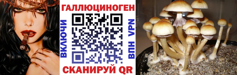 купить наркоту  Буинск  Псилоцибиновые грибы мицелий 